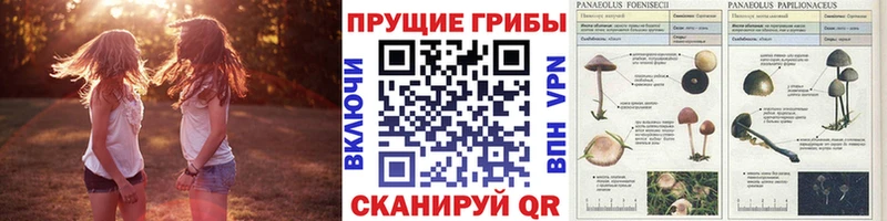 Галлюциногенные грибы GOLDEN TEACHER  нарко площадка какой сайт  Анадырь 